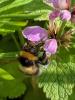 Bombus hortorum